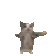C_cat_Boingboing