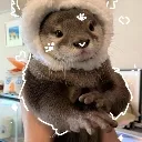 d_holding_otter