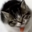 catrage