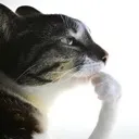 catThink