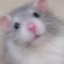 ratsty