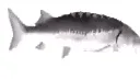 spinning_fish