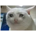 sadcat sadcat