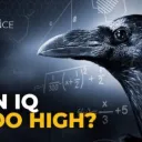 iqtoohigh