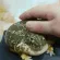 petfroge
