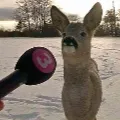 103430deerinterview
