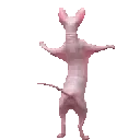 5214dancingsphynxcat
