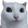 catstare