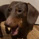 WOAHdachsel WOAHdachsel