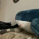 blahajyes