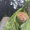leafcat