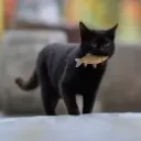 cat cat