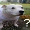 dog_what