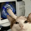 BaoPet