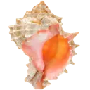 2_shell