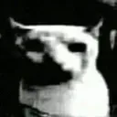 catDespair catDespair