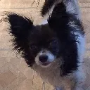 TobyStare