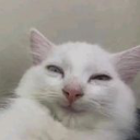 catsmile Discord sticker from Study Space