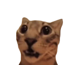 catsurprised Discord sticker from Study Space