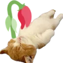 catWilt