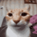 catstare custom emote | Study Space