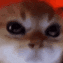 seriouscat animated GIF emoji from Study Space