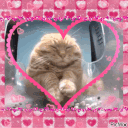 lovecat animated GIF emoji | Study Space