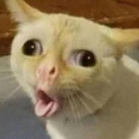 catsneeze Discord Emoji - Study Space