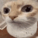 huhcat custom emote from Study Space