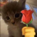 Meowrose