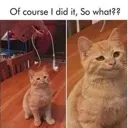 yesss_I_did_it