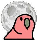 moonparrot