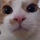 carstare2 carstare2