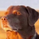 DogAtSunset