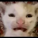 catscared catscared