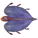 Bladderfish