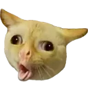 kittycough
