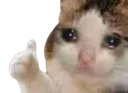 488481catthumbsupsad