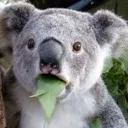 huhkoala huhkoala