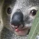 mlemkoala mlemkoala