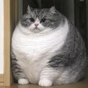 FATTIE