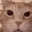 orangecatlaughing