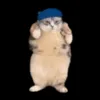 dancingcat