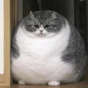 fatFATTIE