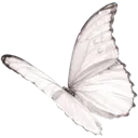 white_butterfly