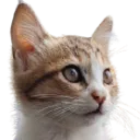 meowbread