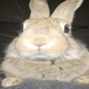 buny Discord Emoji - Gooner Server :3