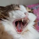 catscream