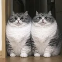 friendFATTIE