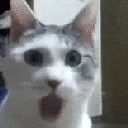 gatoomg